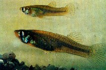 To FishBase images (<i>Gambusia holbrooki</i>, Spain, by Delgado Saez, J.A.)