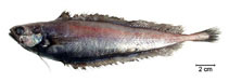 To FishBase images (<i>Gadella imberbis</i>, Brazil, by Fischer, L.G.)