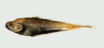 To FishBase images (<i>Gadella jordani</i>, Chinese Taipei, by The Fish Database of Taiwan)