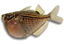 Image of Gasteropelecus maculatus (Spotted hatchetfish)