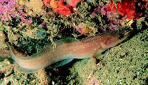 To FishBase images (<i>Gaidropsarus mediterraneus</i>, by Svensen, E.)