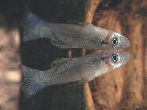 To FishBase images (<i>Gambusia melapleura</i>, by Nilsson, K.)