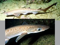To FishBase images (<i>Galeus melastomus</i>, Norway, by Svensen, R.)