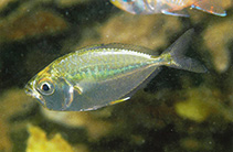 To FishBase images (<i>Gazza minuta</i>, Philippines, by Allen, G.R.)