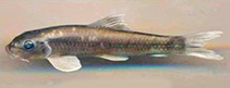 To FishBase images (<i>Garra minimus</i>, India, by Arunachalam, M., et al.)