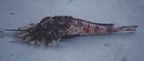 Image of Gargariscus prionocephalus (Jaggedhead gurnard)