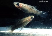 To FishBase images (<i>Gambusia rhizophorae</i>, by The Native Fish Conservancy)