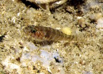 To FishBase images (<i>Gammogobius steinitzi</i>, Spain, by Patzner, R.)