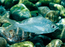 To FishBase images (<i>Gerres argyreus</i>, Indonesia, by Ryanskiy, A.)