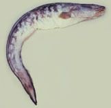 To FishBase images (<i>Genypterus blacodes</i>, Brazil, by Carvalho Filho, A.)
