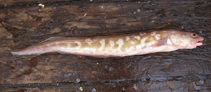 To FishBase images (<i>Genypterus capensis</i>, South Africa, by Le Noury, P.)