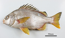 To FishBase images (<i>Genyatremus cavifrons</i>, Brazil, by Rotundo, M.M.)