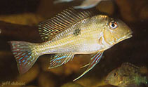 Image of Geophagus dicrozoster 
