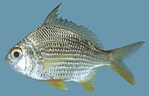 To FishBase images (<i>Gerres erythrourus</i>, Palau, by Winterbottom, R.)