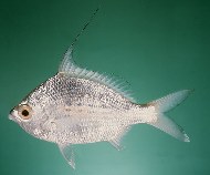 Image of Gerres filamentosus (Whipfin silver-biddy)