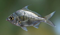 To FishBase images (<i>Gerres filamentosus</i>, Sri Lanka, by Ramani Shirantha)