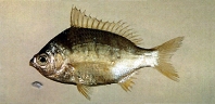 Image of Gerres japonicus (Japanese silver-biddy)