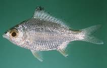 To FishBase images (<i>Gerres lucidus</i>, India, by Randall, J.E.)