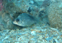 To FishBase images (<i>Genyatremus luteus</i>, Brazil, by Nunes, J.L.S.)