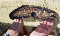 To FishBase images (<i>Genypterus maculatus</i>, Chile, by Carvalho Filho, A.)