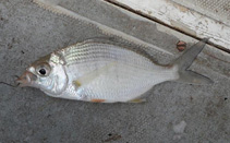 To FishBase images (<i>Gerres nigri</i>, Gambia, by Modder, T.)