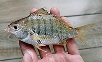 To FishBase images (<i>Gerres septemfasciatus</i>, China, by Luo, TD)