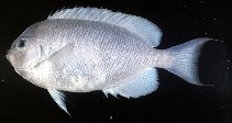 Image of Genicanthus spinus (Pitcairn angelfish)