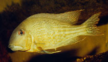 Image of Geophagus surinamensis (Redstriped eartheater)