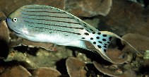 Image of Genicanthus takeuchii (Spotted angelfish)