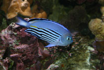 Image of Genicanthus watanabei (Blackedged angelfish)