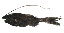 To FishBase images (<i>Gigantactis elsmani</i>, Chinese Taipei, by Ho, H.-C.)