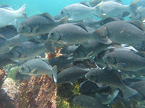 To FishBase images (<i>Girella freminvillii</i>, Galapagos Is., by Meyer, T.)