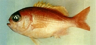 To FishBase images (<i>Giganthias immaculatus</i>, Chinese Taipei, by Shao, K.T.)