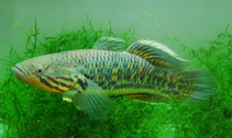To FishBase images (<i>Giuris margaritacea</i>, Chinese Taipei, by Ho, H.-C.)