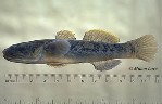 To FishBase images (<i>Gillichthys mirabilis</i>, by Love, M.)
