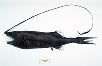 To FishBase images (<i>Gigantactis paxtoni</i>, Australia, by Graham, K.)