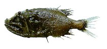 To FishBase images (<i>Gibberichthys pumilus</i>, by JAMARC)