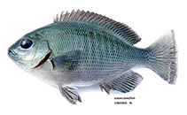 Image of Girella punctata (Largescale blackfish)