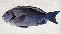To FishBase images (<i>Girella tephraeops</i>, Australia, by Dowling, C.)
