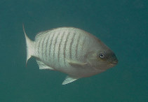 To FishBase images (<i>Girella tricuspidata</i>, Australia, by Schulz, S.)