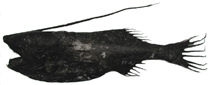 To FishBase images (<i>Gigantactis vanhoeffeni</i>, Chinese Taipei, by Ho, H.-C.)