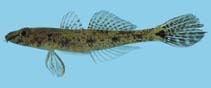 To FishBase images (<i>Glossogobius bicirrhosus</i>, Palau, by Winterbottom, R.)