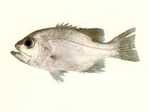 To FishBase images (<i>Glaucosoma buergeri</i>, by CSIRO)