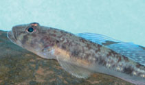 To FishBase images (<i>Glossogobius callidus</i>, by Keith, P.)