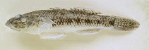To FishBase images (<i>Glossogobius celebius</i>, Philippines, by Murdy, E.O./Ferraris, C.J., Jr.)