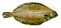To FishBase images (<i>Glyptocephalus cynoglossus</i>, by Dolgov, A.)