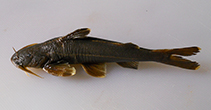 To FishBase images (<i>Glyptothorax elankadensis</i>, India, by Plamoottil, M.)