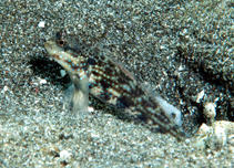 To FishBase images (<i>Gladiogobius ensifer</i>, Indonesia, by Ryanskiy, A.)