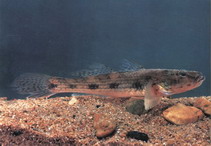 Image of Glossogobius giuris (Tank goby)