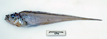 To FishBase images (<i>Glyptophidium japonicum</i>, Australia, by Graham, K.)